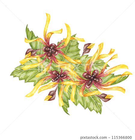 Witch hazel yellow medicinal plant flower and leaves clipart. Hamamelis virginiana in bloom. Watercolor florals for cosmetics, water, herbal medicine, beauty, cream packaging, national day flyer, logo 115366800