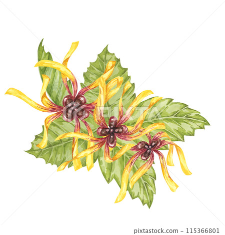 Witch hazel yellow medicinal plant flower and leaves clipart. Hamamelis virginiana in bloom. Watercolor florals for cosmetics, water, herbal medicine, beauty, cream packaging, national day flyer, logo 115366801