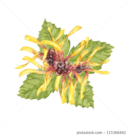 Witch hazel yellow medicinal plant flower and leaves clipart. Hamamelis virginiana in bloom. Watercolor florals for cosmetics, water, herbal medicine, beauty, cream packaging, national day flyer, logo 115366802