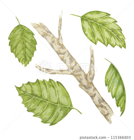 Witch hazel bark medicinal plant twig with leaves clipart. Hamamelis virginiana japonica branch. Watercolor illustration for cosmetics, water, herbal medicine extract, ointment label, product tag Witch hazel bark medicinal plant twig with leaves clipart. Hamamelis virginiana japonica branch. Watercolor illustration for cosmetics, water, herbal medicine extract, ointment label, product tag 115366803
