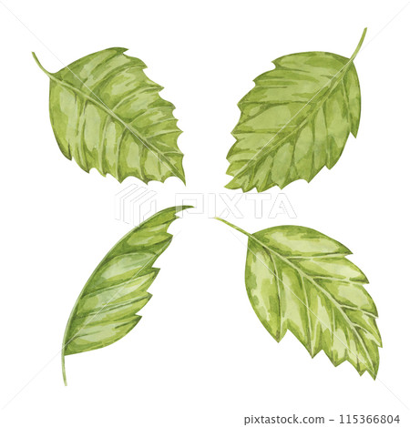 Witch hazel bark medicinal plant leaves clipart. Hamamelis virginiana japonica foliage. Watercolor illustration for cosmetics, water, herbal medicine extract, ointment label, cream product tag Witch hazel bark medicinal plant leaves clipart. Hamamelis virginiana japonica foliage. Watercolor illustration for cosmetics, water, herbal medicine extract, ointment label, cream product tag 115366804