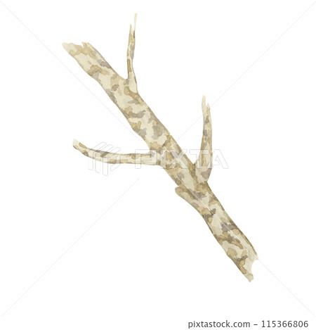 Witch hazel bark medicinal plant twig clipart. Hamamelis virginiana japonica branch. Watercolor illustration for cosmetics, water, herbal medicine extract, ointment label, herbalism product tag Witch hazel bark medicinal plant twig clipart. Hamamelis virginiana japonica branch. Watercolor illustration for cosmetics, water, herbal medicine extract, ointment label, herbalism product tag 115366806