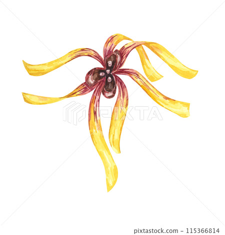 Witch hazel yellow medicinal plant flowers clipart. Hamamelis virginiana japonica blossom. Watercolor illustration for cosmetics, water, herbal medicine cream packaging, ointment, national day 115366814