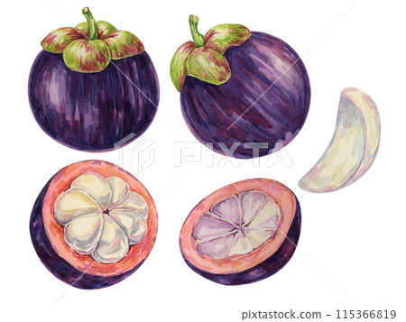 Purple mangosteen, tropical exotic Asian fruit clipart. Garcinia mangostana hand drawn watercolor illustration for sticker, label, food packaging, menu, cosmetic, beauty, sublimation, print, apparel 115366819