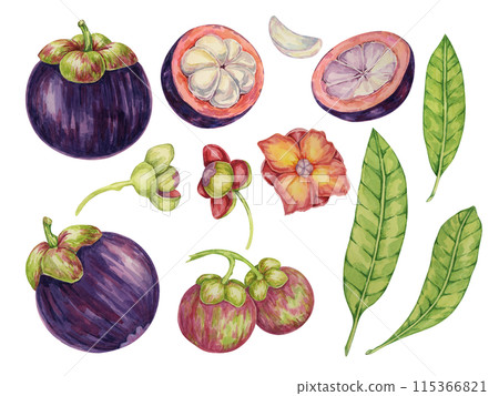 Purple mangosteen, flower, leaf of the tree tropical exotic Asian fruit clipart. Garcinia mangostana plant watercolor illustration for sticker, label, food menu, cosmetic, beauty, sublimation, apparel 115366821