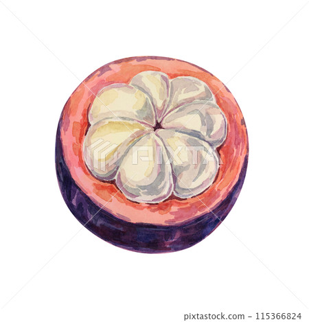 Purple mangosteen half, tropical exotic Asian fruit clipart. Garcinia mangostana cut hand drawn watercolor illustration for sticker, label, food packaging, menu, cosmetic, beauty, sublimation, print 115366824