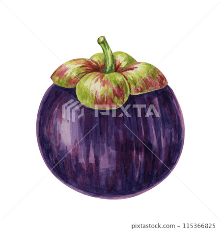 Purple mangosteen, tropical exotic Asian fruit clipart. Garcinia mangostana hand drawn watercolor illustration for sticker, label, food packaging, menu, cosmetic, beauty, sublimation, print, apparel Purple mangosteen, tropical exotic Asian fruit clipart. Garcinia mangostana hand drawn watercolor illustration for sticker, label, food packaging, menu, cosmetic, beauty, sublimation, print, apparel 115366825