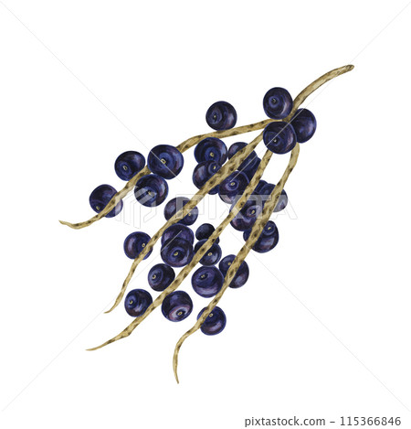 Acai berry superfood on palm branches with leaves. Exotic purple tropical berries Brazilian tree. Watercolor illustration for printing, granola, smoothie, food packaging, supplements, label, cosmetics 115366846