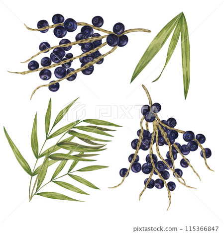 Acai berry superfood on palm branches with leaves. Exotic purple tropical berries Brazilian tree. Watercolor illustration for printing, granola, smoothie, food packaging, supplements, label, cosmetics 115366847