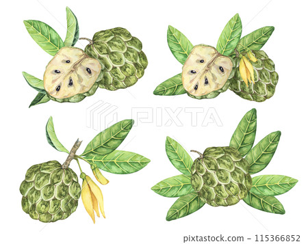 Ripe green whole tropical cherimoya exotic fruit with leaves and flowers. Hand drawn watercolor illustration of custard apple, sugar sweet apple for printing, packaging, sticker products, scrapbooking 115366852