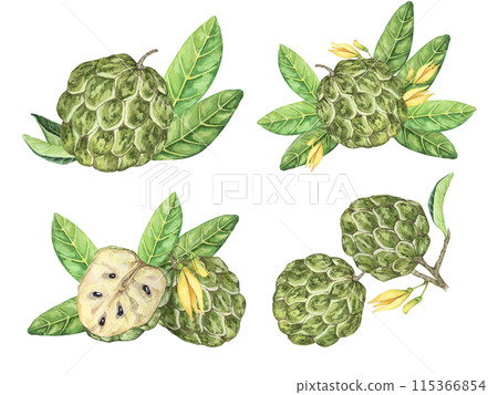 Ripe green whole tropical cherimoya exotic fruit with leaves and flowers. Hand drawn watercolor illustration of custard apple, sugar sweet apple for printing, packaging, sticker products, scrapbooking 115366854