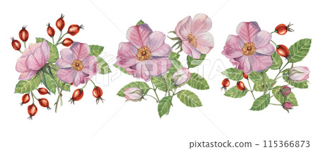 Dog rose bouquet, rosa canina watercolor floral boutonniere. Pink flower bundle, rose hip, buds and leaf of wild rose. Botanical printable briar clipart for packaging, beauty, cosmetics, perfume, food 115366873