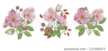 Dog rose bouquet, rosa canina watercolor floral boutonniere. Pink flower bundle, rose hip, buds and leaf of wild rose. Botanical printable briar clipart for packaging, beauty, cosmetics, perfume, food Dog rose bouquet, rosa canina watercolor floral boutonniere. Pink flower bundle, rose hip, buds and leaf of wild rose. Botanical printable briar clipart for packaging, beauty, cosmetics, perfume, food 115366875