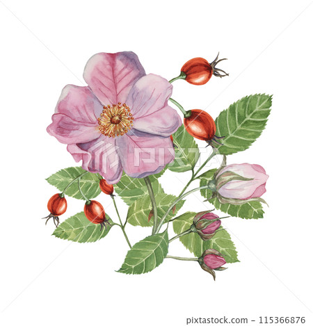 Dog rose bouquet, rosa canina watercolor floral clipart. Pink flower bundle, rose hips, buds and leaf of wild rose. Botanical briar illustration for printing, beauty, cosmetics, perfume, labels, food 115366876