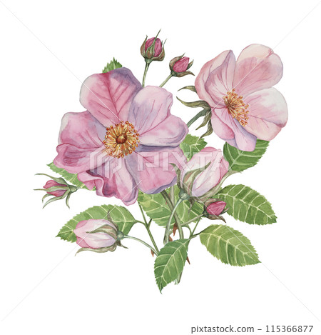 Dog rose bouquet, rosa canina watercolor floral clipart. Pink flower bundle, rose hips, buds and leaf of wild rose. Botanical briar boutonniere for printing, beauty, cosmetics, perfume, labels, food Dog rose bouquet, rosa canina watercolor floral clipart. Pink flower bundle, rose hips, buds and leaf of wild rose. Botanical briar boutonniere for printing, beauty, cosmetics, perfume, labels, food 115366877