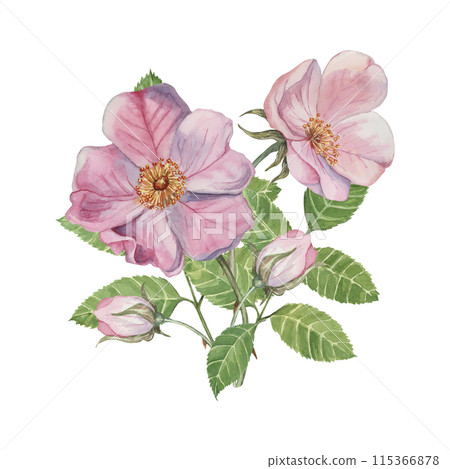Dog rose bouquet, rosa canina watercolor floral clipart. Pink flower bundle, rose hips, buds and leaf of wild rose. Botanical briar boutonniere for printing, beauty, cosmetics, perfume, labels, food Dog rose bouquet, rosa canina watercolor floral clipart. Pink flower bundle, rose hips, buds and leaf of wild rose. Botanical briar boutonniere for printing, beauty, cosmetics, perfume, labels, food 115366878