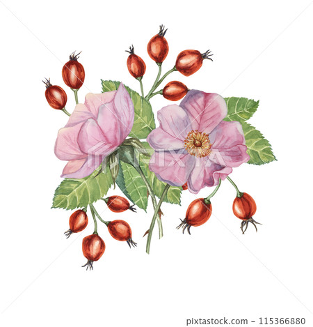 Dog rose bouquet, rosa canina watercolor floral boutonniere. Pink flower bundle, rose hip, buds and leaf of wild rose. Botanical printable briar clipart for packaging, beauty, cosmetics, perfume, food 115366880