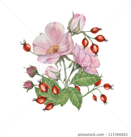 Dog rose bouquet, rosa canina watercolor floral boutonniere. Pink flower bundle, rose hip, buds and leaf of wild rose. Botanical printable briar clipart for packaging, beauty, cosmetics, perfume, food 115366881