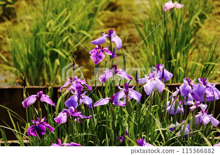 The irises at Kitayama Park are in full bloom in early June (1) 115366882