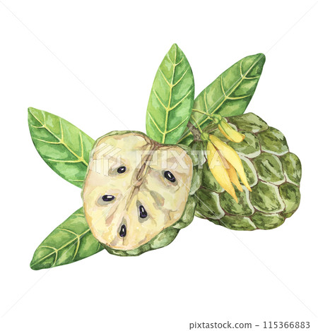 Ripe green whole and half cherimoya exotic fruit with leaves and flowers. Hand drawn watercolor illustration of custard apple, sugar sweet apple for printing, packaging, organic products, scrapbooking 115366883
