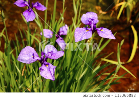The irises at Kitayama Park are in full bloom in early June (6) The irises at Kitayama Park are in full bloom in early June (6) 115366888