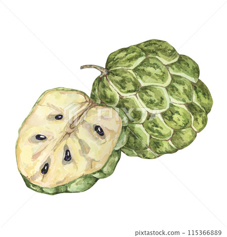 Ripe green whole and half of tropical cherimoya exotic fruit composition. Watercolor illustration of custard apple, sugar sweet apple for printing, packaging, sticker products, scrapbooking, food, tag 115366889
