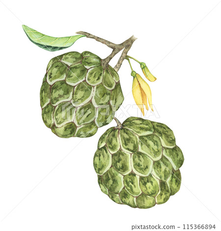Ripe green whole tropical cherimoya exotic fruit with leaves and flowers. Hand drawn watercolor illustration of custard apple, sugar sweet apple for printing, packaging, sticker products, scrapbooking 115366894