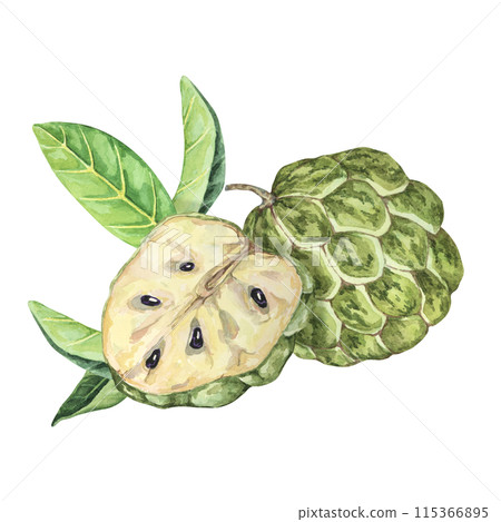 Ripe green whole and half of tropical cherimoya exotic fruit with leaves. Watercolor illustration of custard apple, sugar sweet apple for printing, packaging, sticker products, scrapbooking, food, tag 115366895