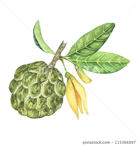 Ripe green whole tropical cherimoya exotic fruit with leaves and flowers. Hand drawn watercolor illustration of custard apple, sugar sweet apple for printing, packaging, sticker products, scrapbooking 115366897