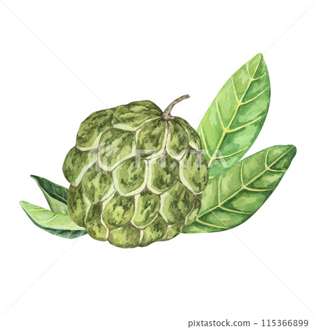 Ripe green whole tropical cherimoya exotic fruit with leaves composition. Watercolor illustration of custard apple, sugar sweet apple for printing, packaging, sticker products, scrapbooking, food 115366899