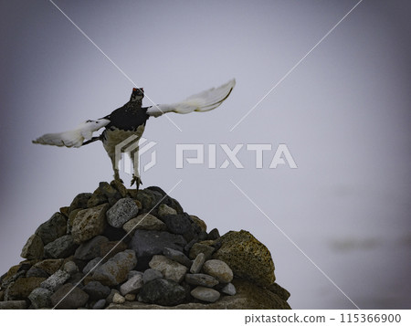 A male rock ptarmigan takes off in the mist 115366900