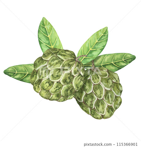 Ripe green whole tropical cherimoya exotic fruit with leaves composition. Watercolor illustration of custard apple, sugar sweet apple for printing, packaging, sticker products, scrapbooking, food 115366901