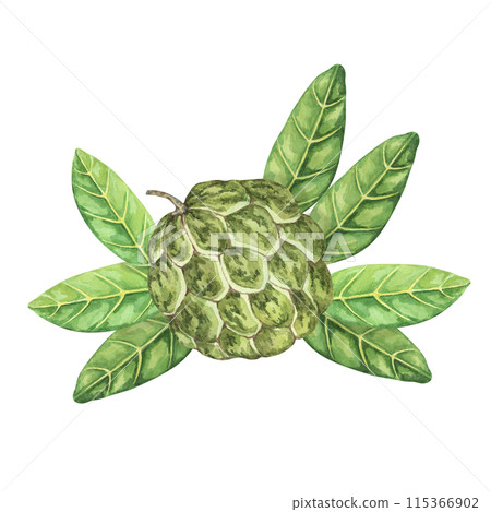 Ripe green whole tropical cherimoya exotic fruit with leaves composition. Watercolor illustration of custard apple, sugar sweet apple for printing, packaging, sticker products, scrapbooking, food 115366902
