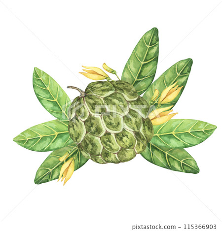 Ripe green whole tropical cherimoya exotic fruit with leaves and flowers. Hand drawn watercolor illustration of custard apple, sugar sweet apple for printing, packaging, sticker products, scrapbooking 115366903