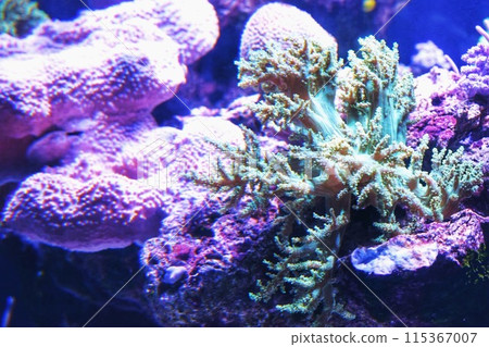 魚在水中漂浮 魚在水中漂浮 115367007