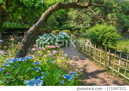繡球花散步道（愛知縣名古屋市鶴舞公園） 115367322