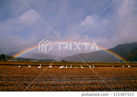 在米領域的彩虹 115367323