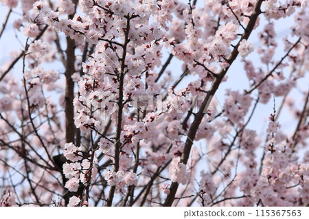 杏花 杏花 115367563