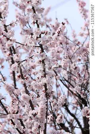 Apricot flowers Apricot flowers 115367567