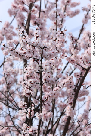 Apricot flowers Apricot flowers 115367573