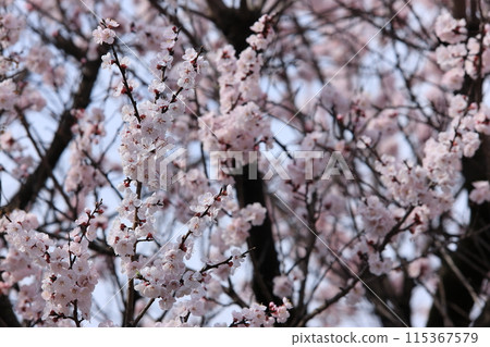 Apricot flowers Apricot flowers 115367579