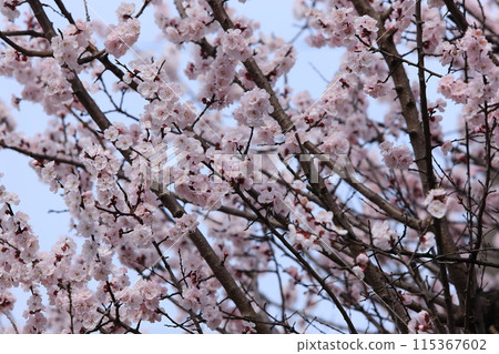 杏花 杏花 115367602