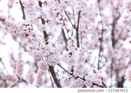Apricot flowers Apricot flowers 115367613