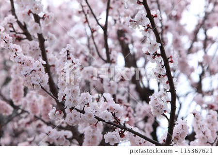 Apricot flowers Apricot flowers 115367621