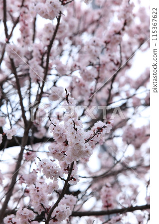 Apricot flowers Apricot flowers 115367622