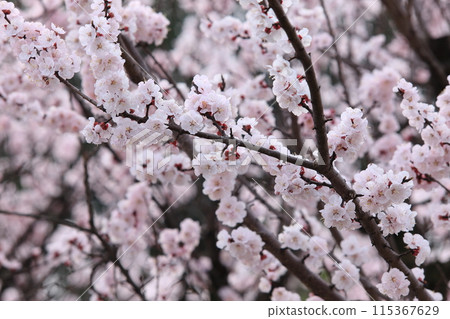 Apricot flowers 115367629