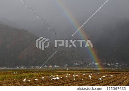 Rainbow over rice field 115367683