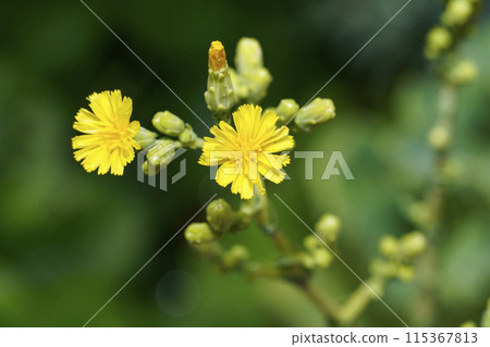 Romaine lettuce flowers 115367813
