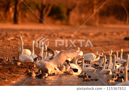 在豬苗代湖的天鵝 在豬苗代湖的天鵝 115367852