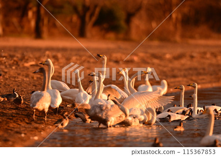 在豬苗代湖的天鵝 在豬苗代湖的天鵝 115367853